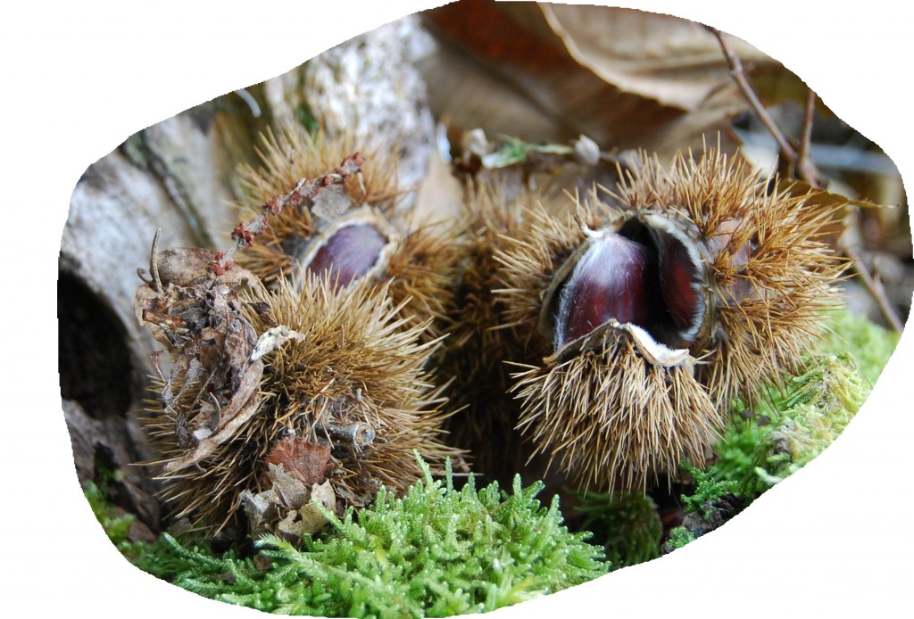 Castagne - frutto (5)_2